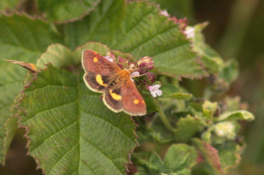 (Pyrausta aurata)