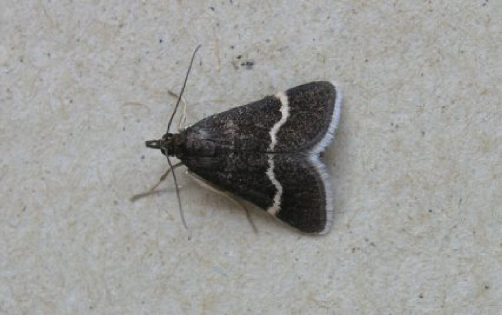 (Pyrausta cingulata)