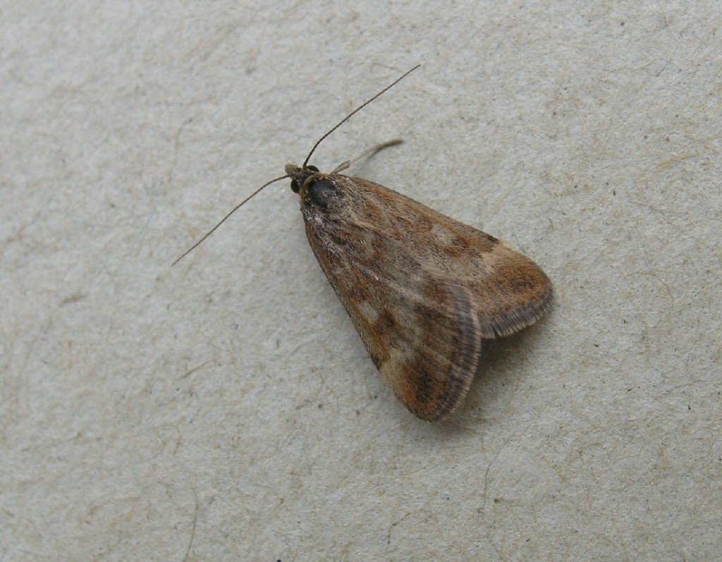 (Pyrausta despicata)