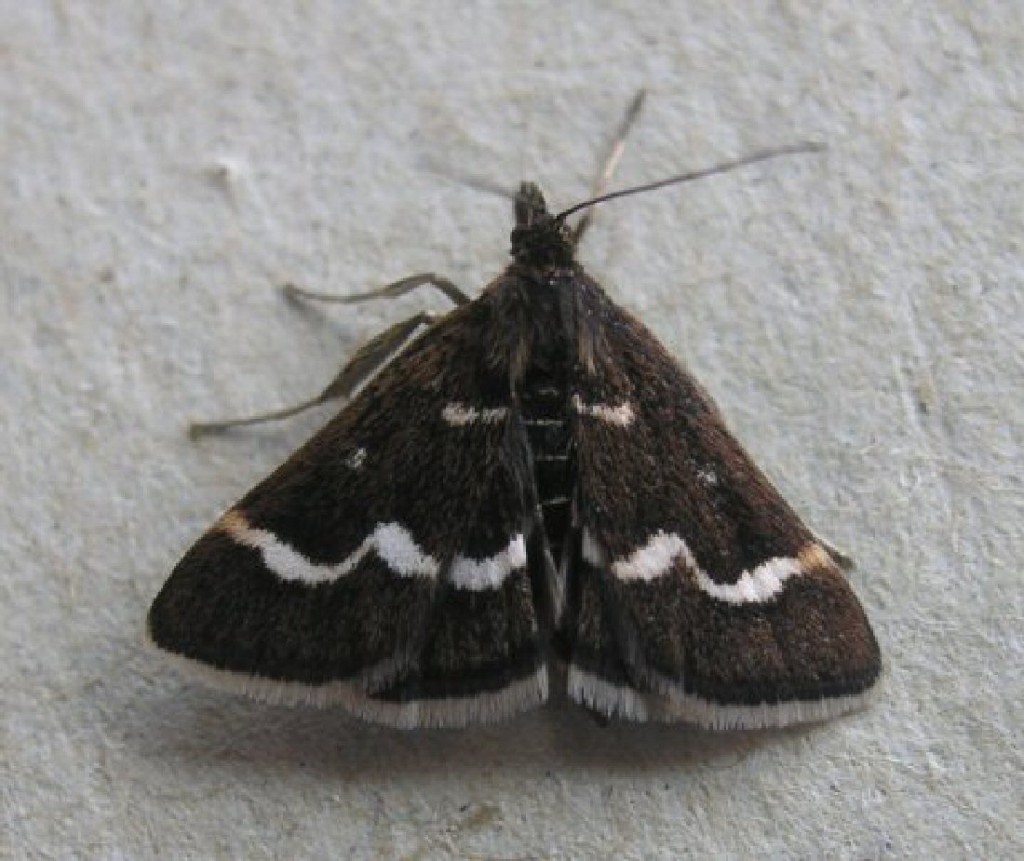 (Pyrausta nigrata)
