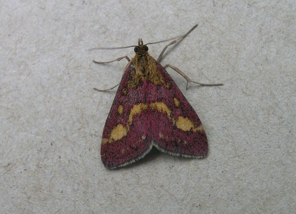 (Pyrausta purpuralis)