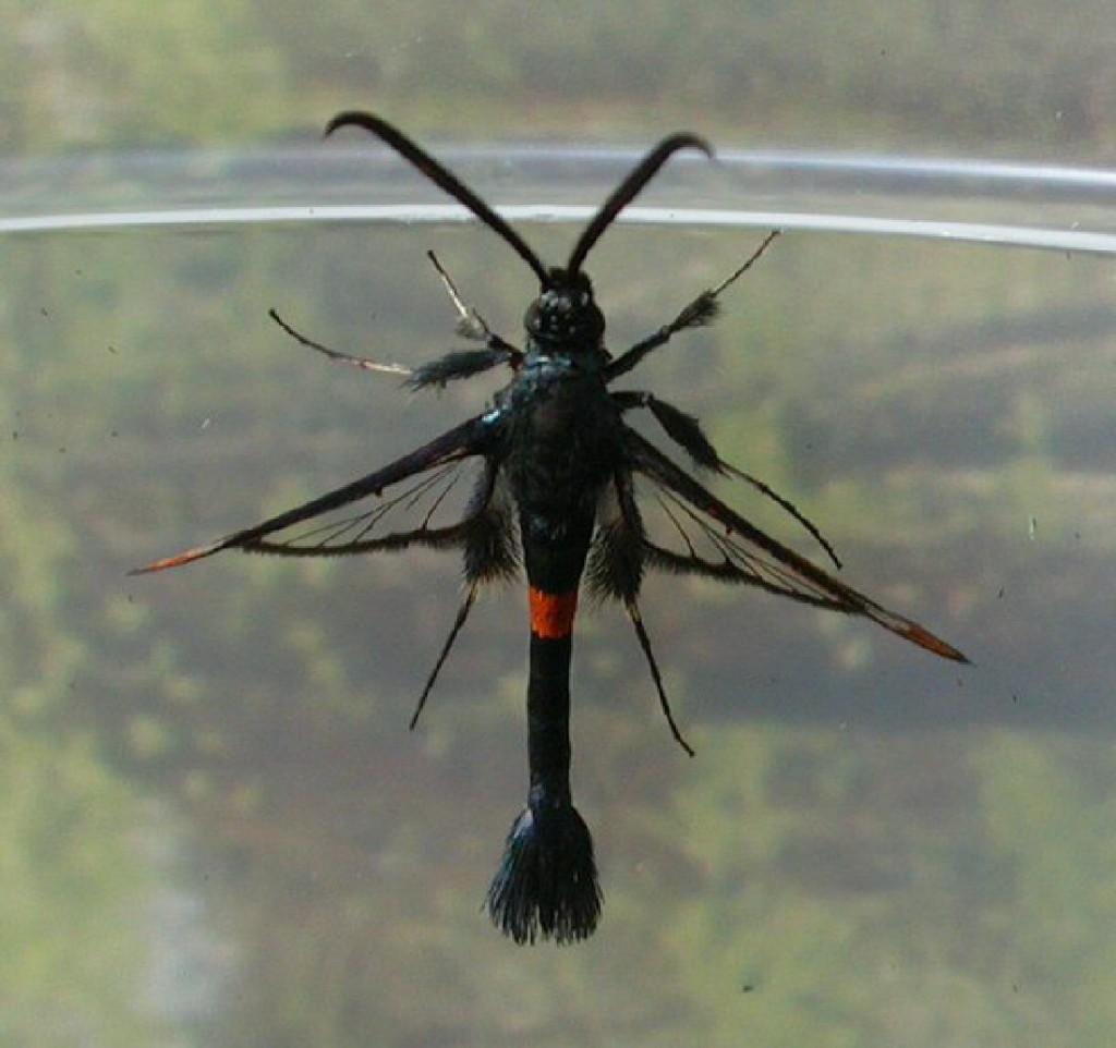 Red-belted Clearwing (Synanthedon myopaeformis)