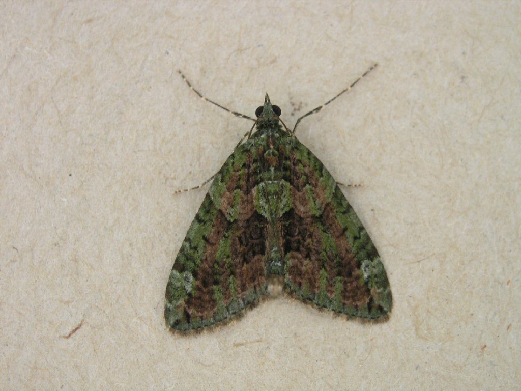 Red-green Carpet (Chloroclysta siterata)