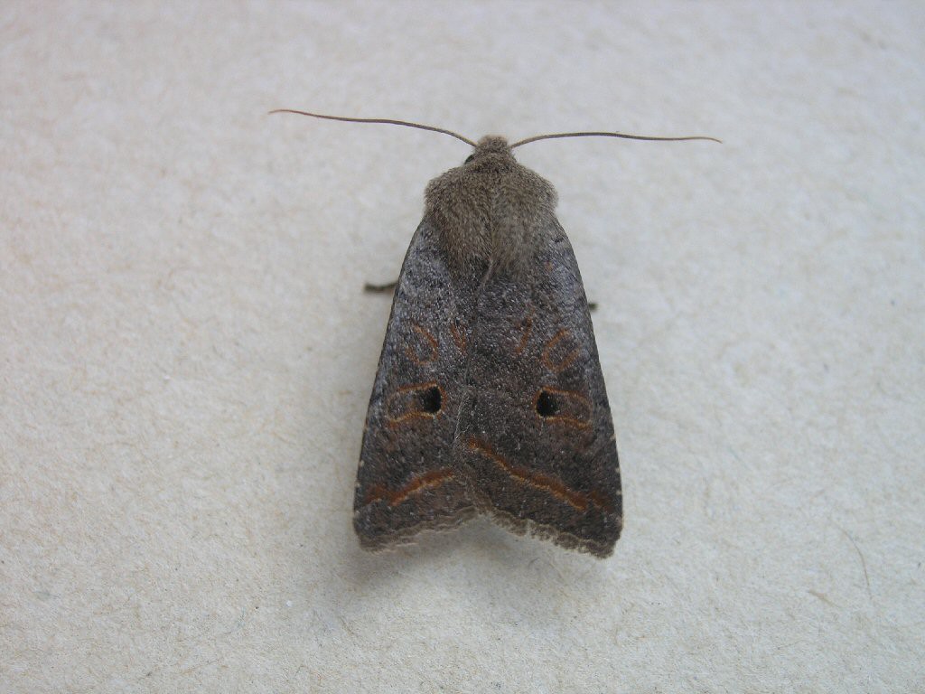 Red-line Quaker (Agrochola lota)