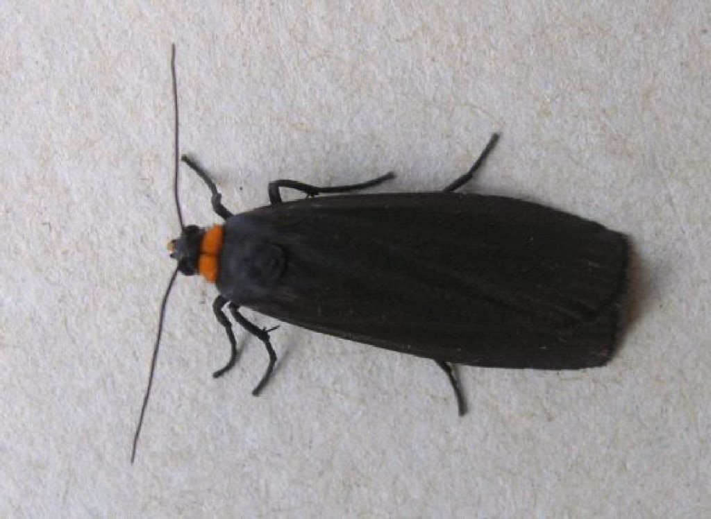 Red-necked Footman (Atolmis rubricollis)