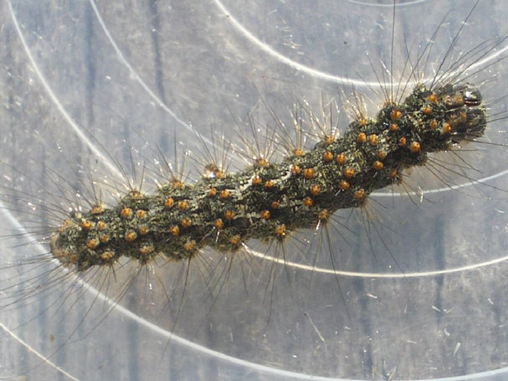 Red-necked Footman (Atolmis rubricollis)