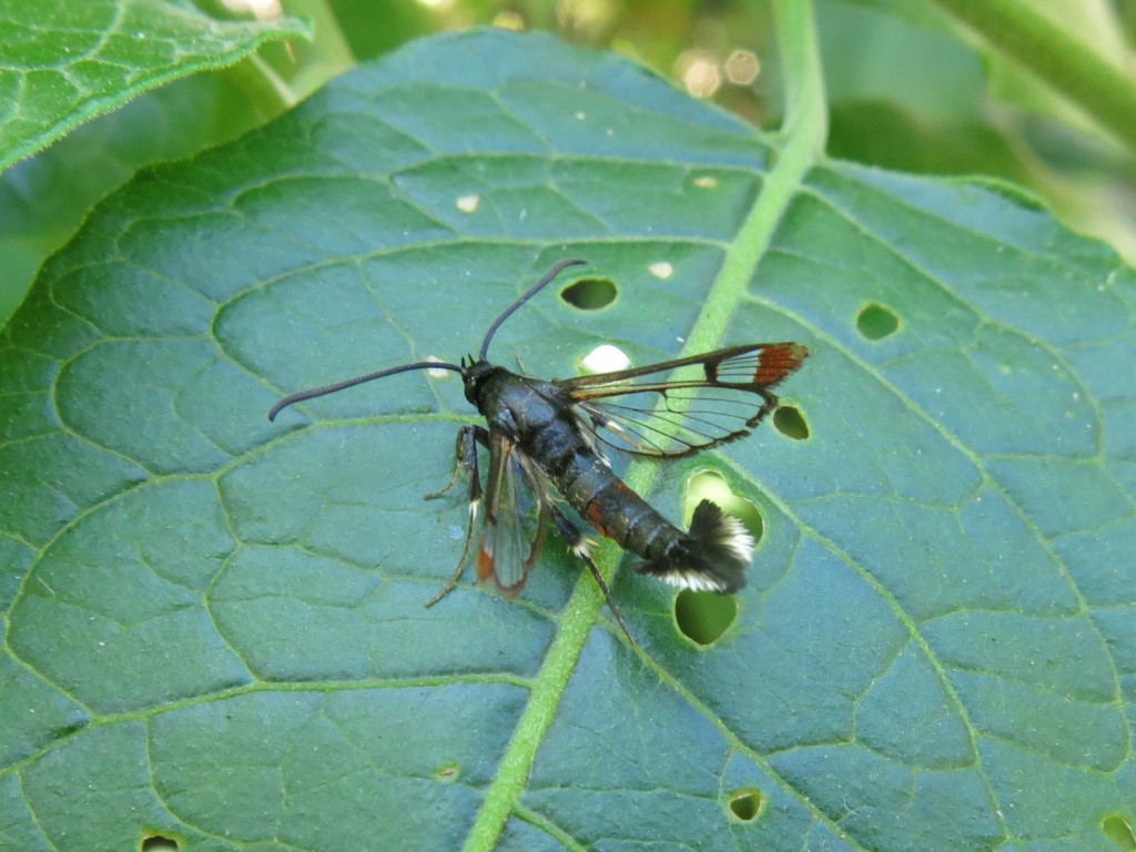 Red-tipped Clearwing