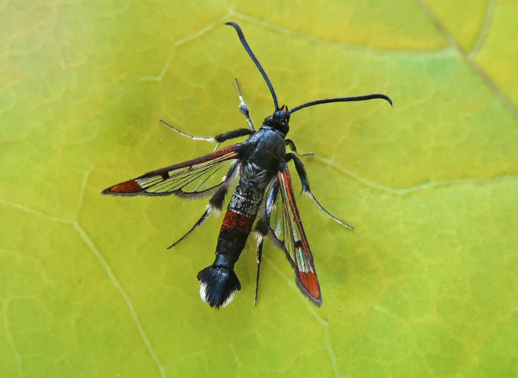 Red-tipped Clearwing (Synanthedon formicaeformis)