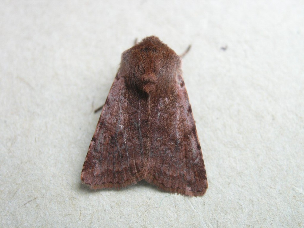 Red Chestnut (Cerastis rubricosa)