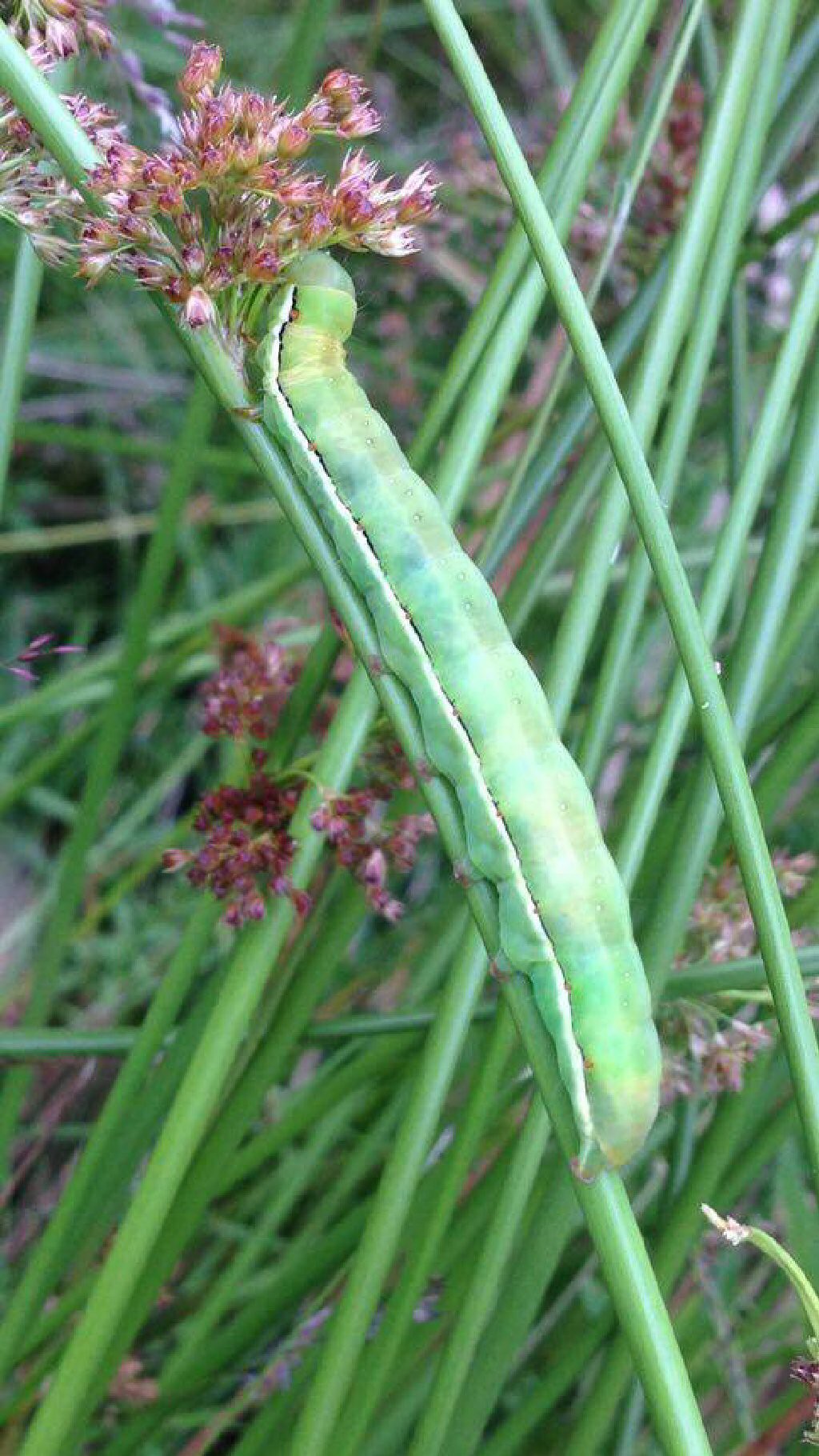 Red Sword-grass (Xylena vetusta)