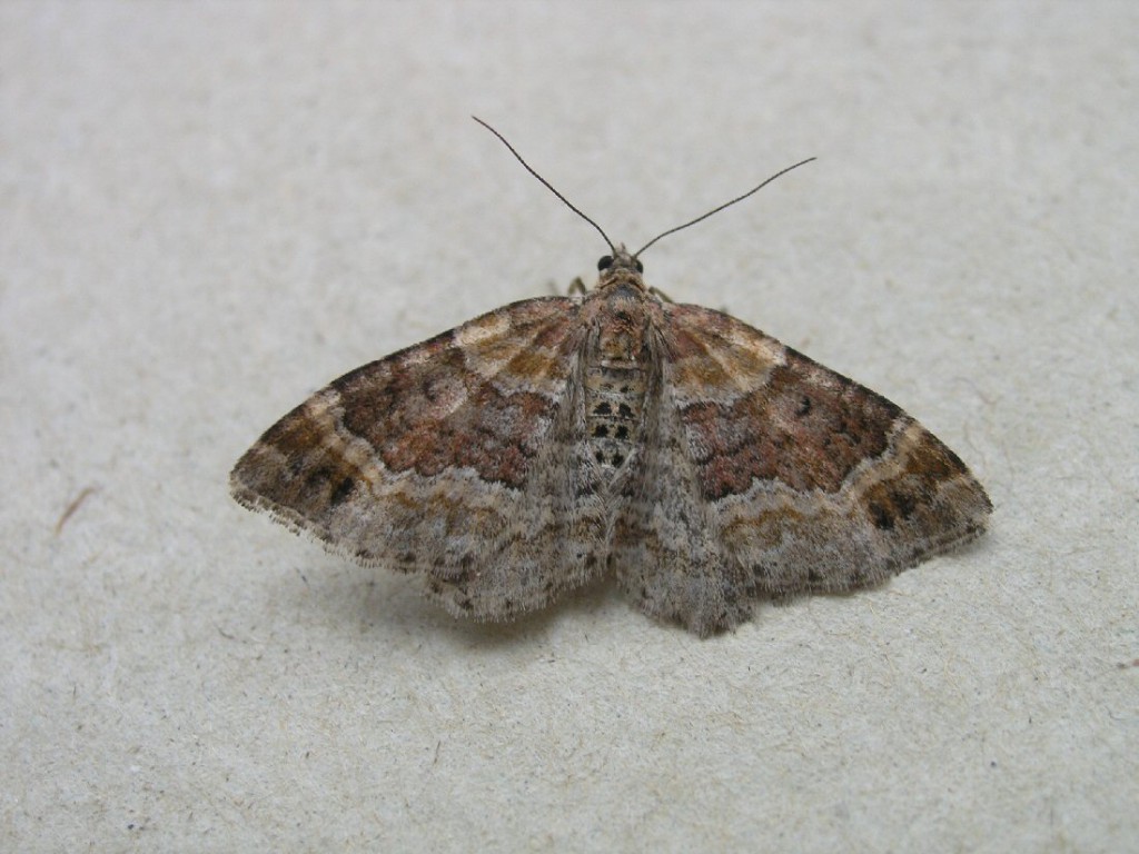 Red Twin-spot Carpet (Xanthorhoe spadicearia)