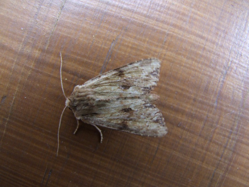 Reddish Light Arches (Apamea sublustris)