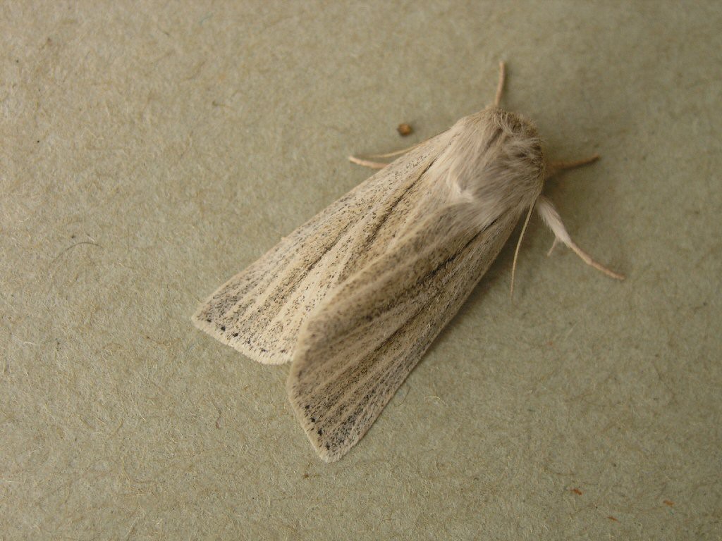 Reed Dagger (Simyra albovenosa)