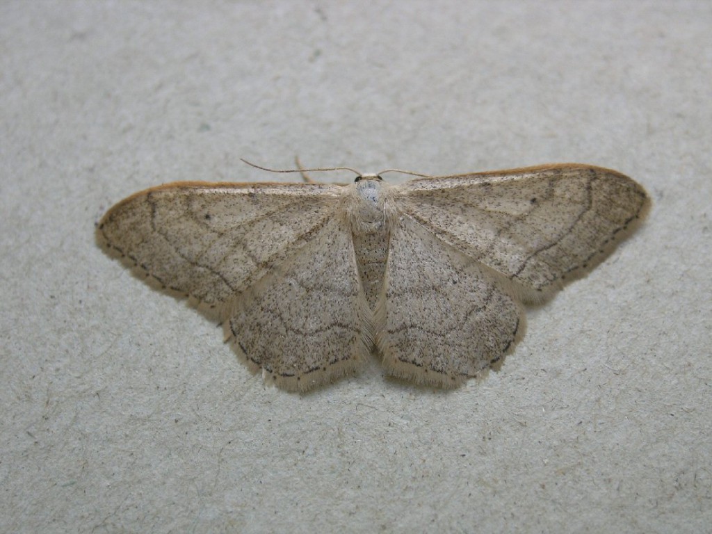 Riband Wave (Idaea aversata)