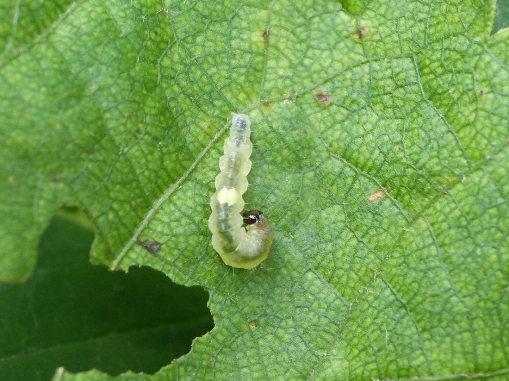 (Roeslerstammia erxlebella)