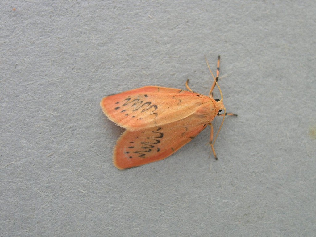 Rosy Footman (Miltochrista miniata)