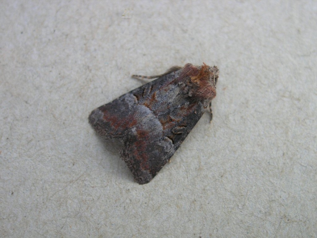 Rosy Footman (Miltochrista miniata)