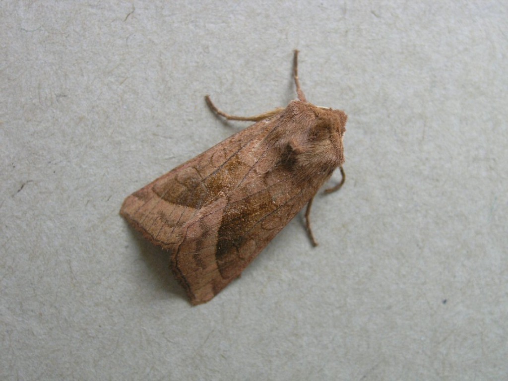 Rosy Rustic (Hydraecia micacea)