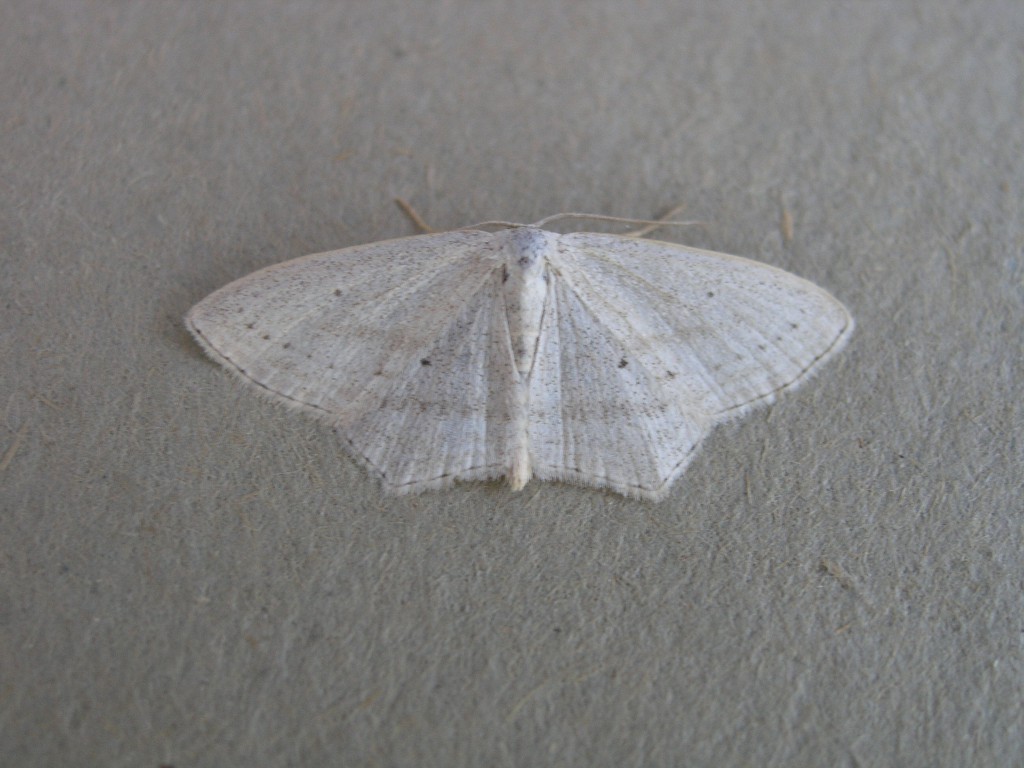 Rosy Wave (Scopula emutaria)