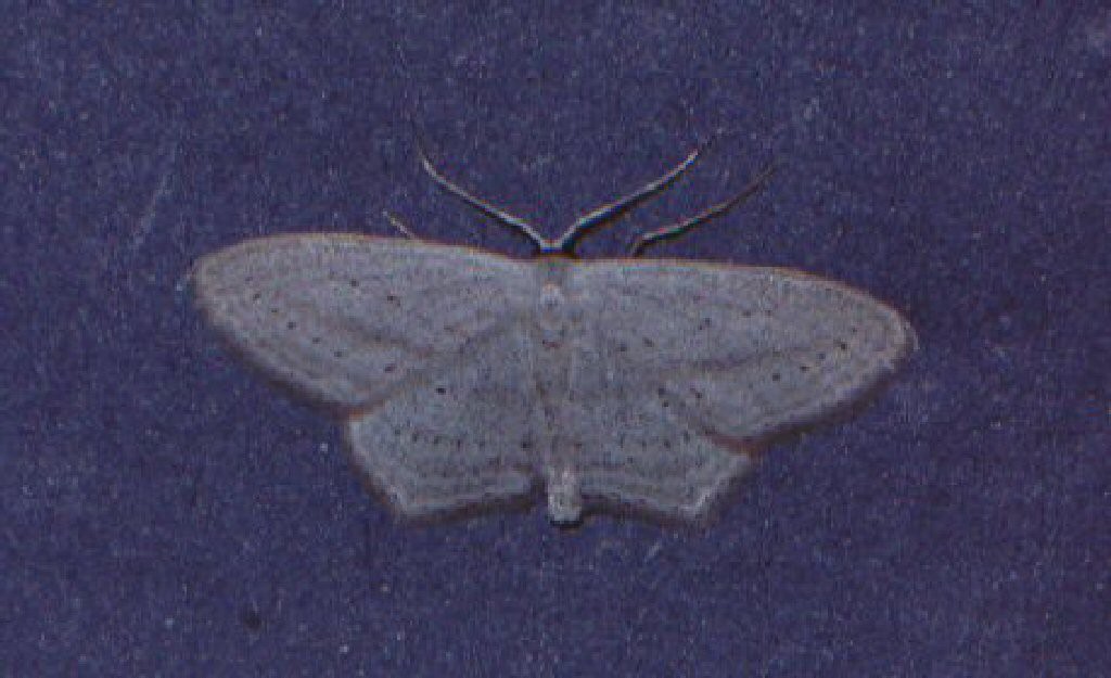 Rosy Wave (Scopula emutaria)