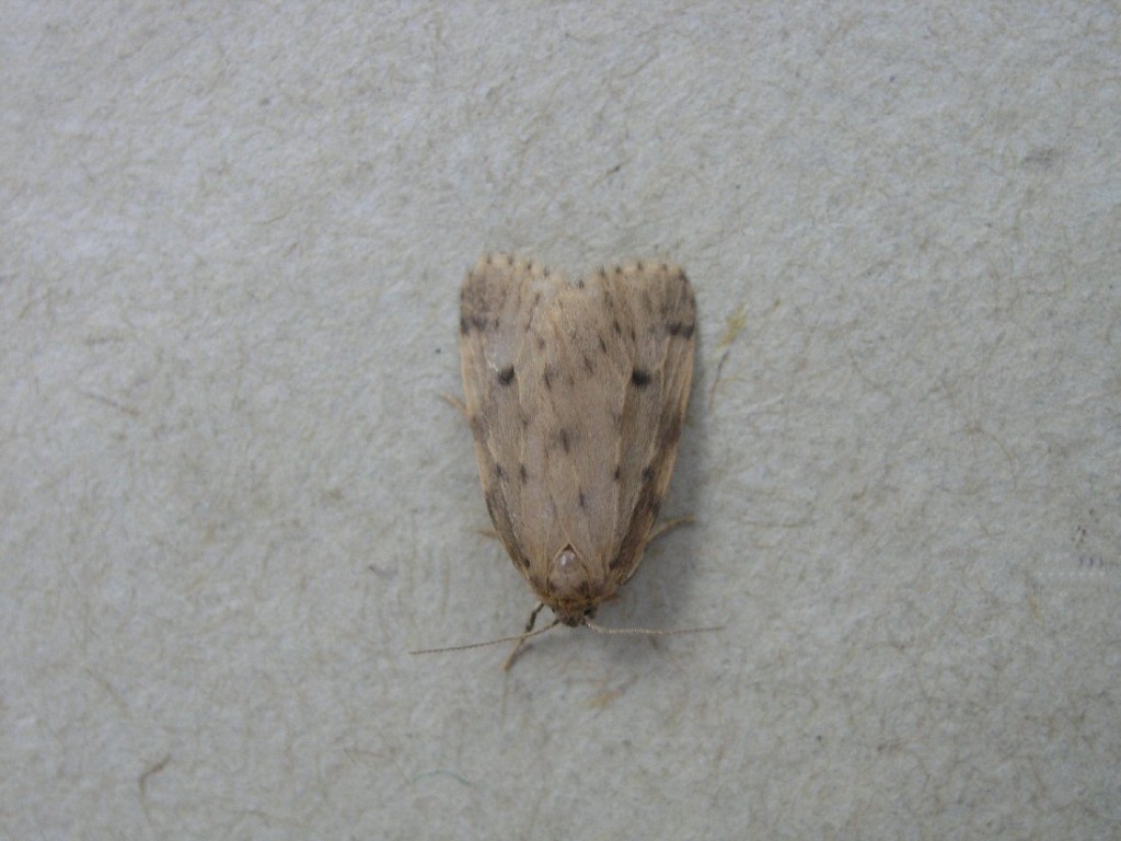 Round-winged Muslin (Thumatha senex)