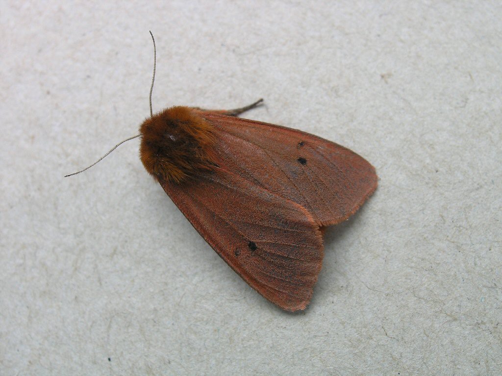 Ruby Tiger (Phragmatobia fuliginosa)