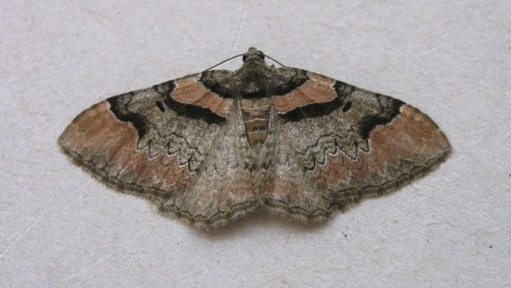 Ruddy Carpet (Catarhoe rubidata)