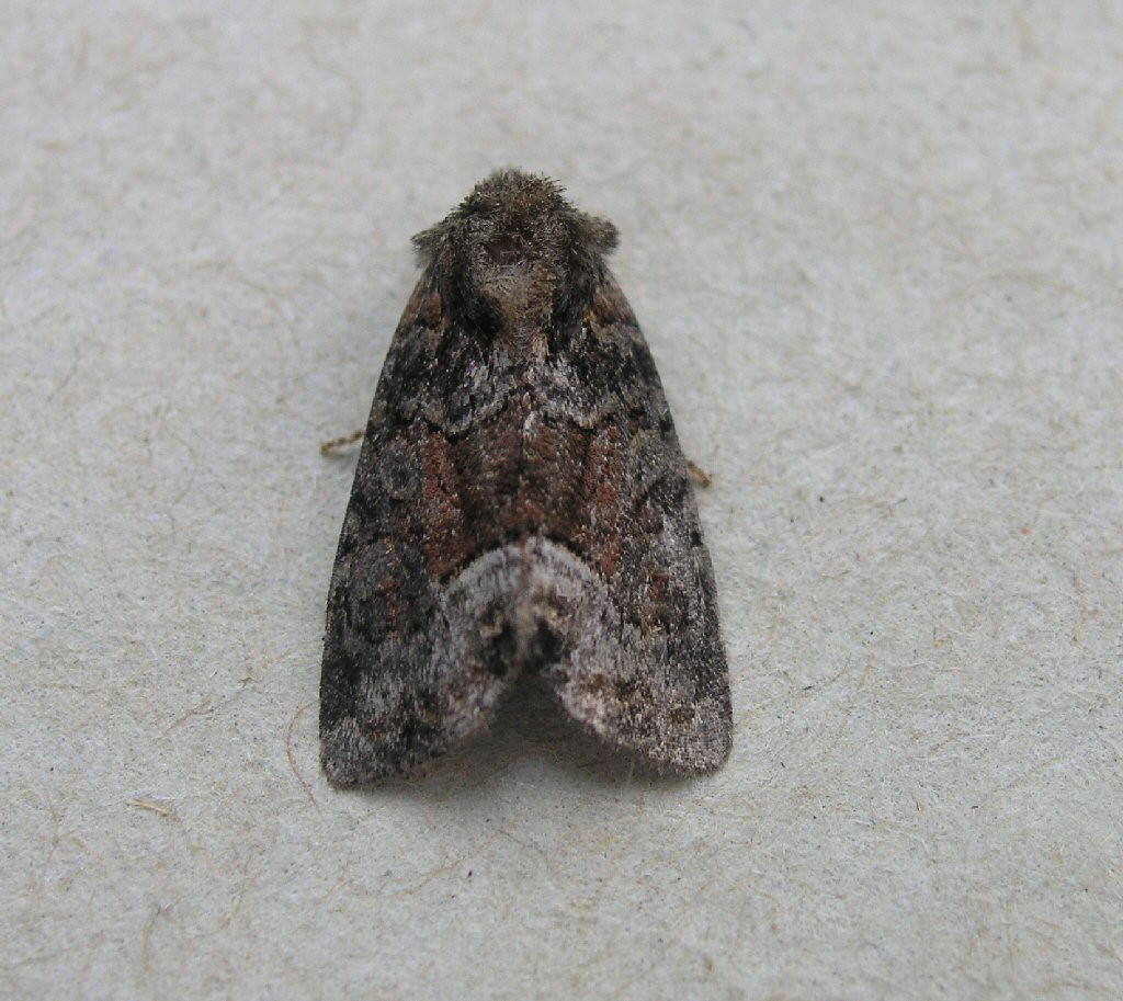 Rufous Minor (Oligia versicolor)