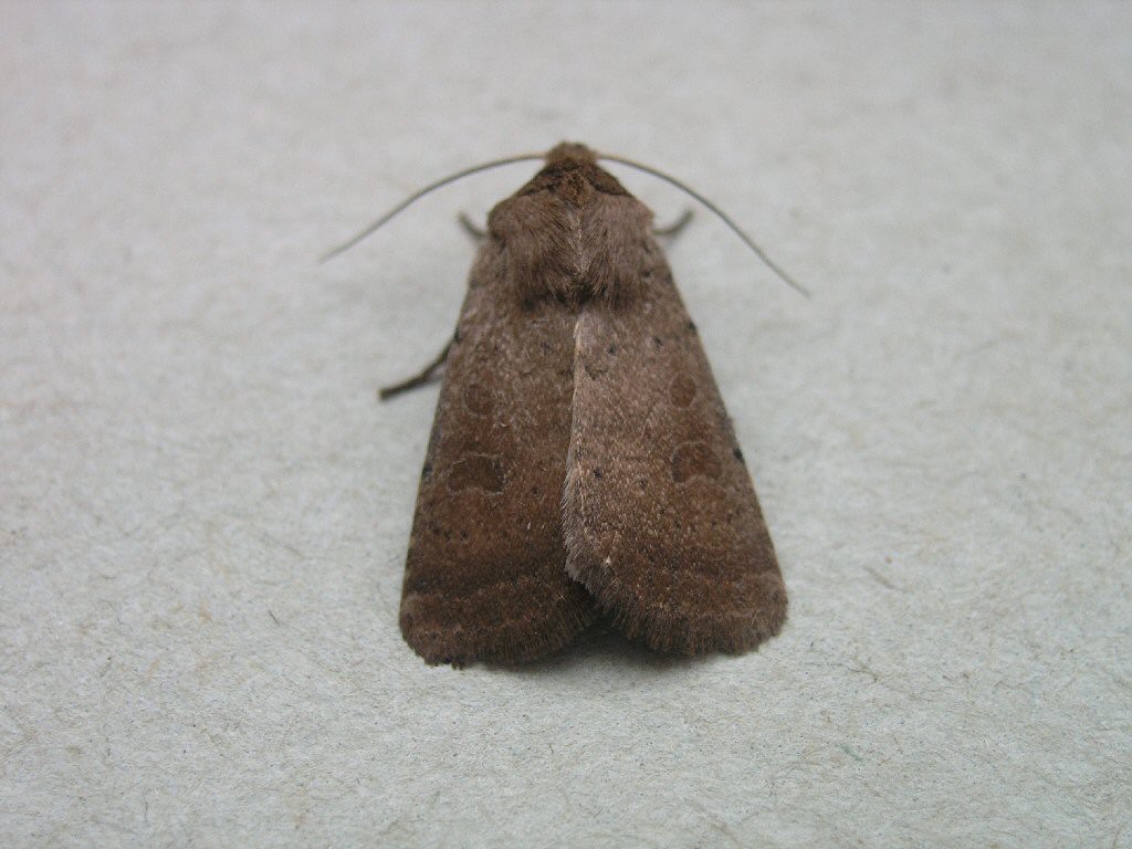 The Rustic (Hoplodrina blanda)