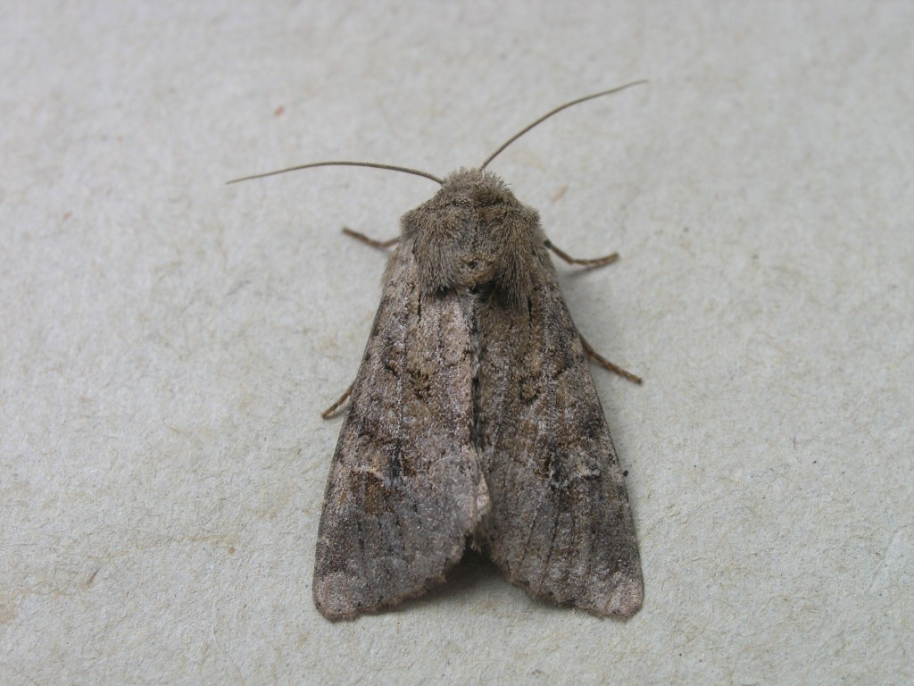 Rustic Shoulder-knot (Apamea sordens)