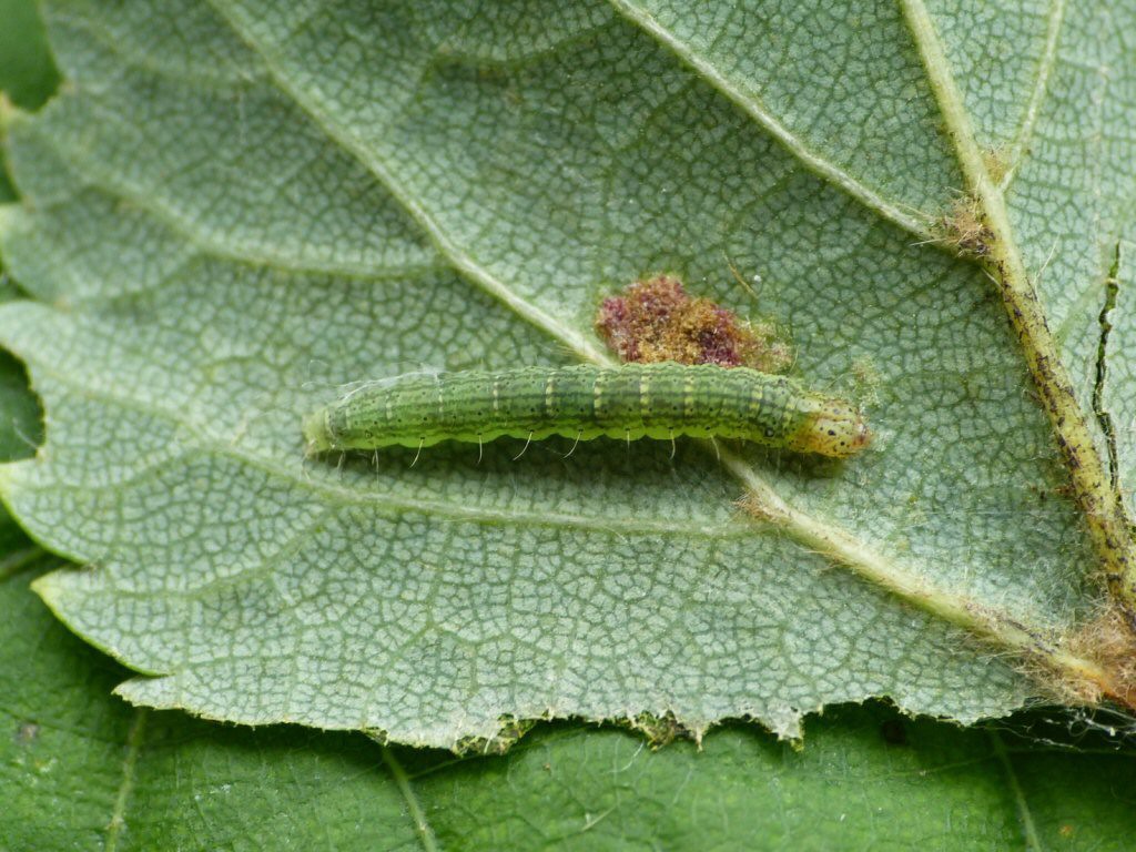 (Salebriopsis albicilla)