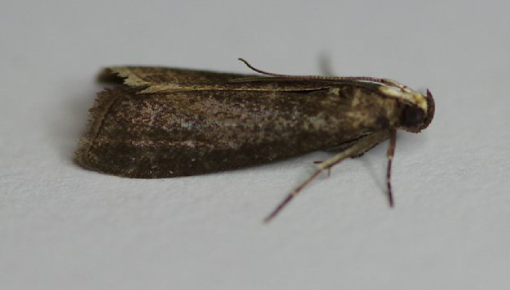 (Salebriopsis albicilla)