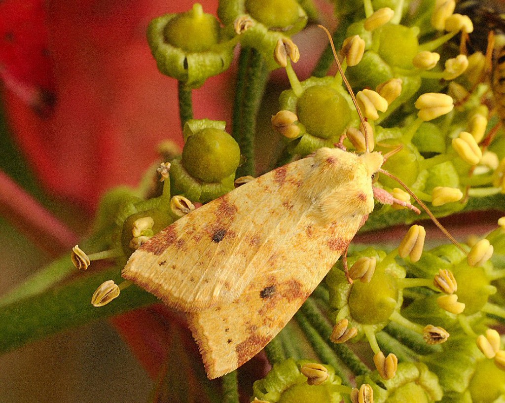 The Sallow (Cirrhia icteritia)
