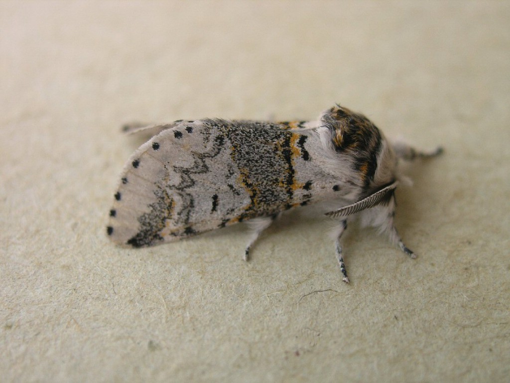 Sallow Kitten (Furcula furcula)