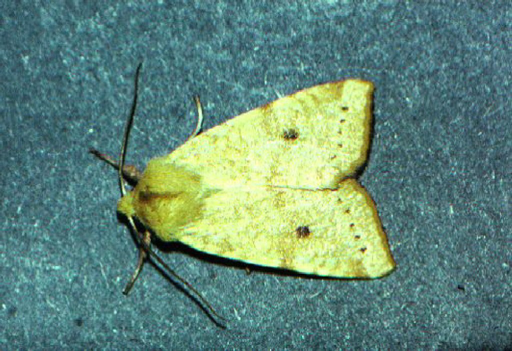 The Sallow (Cirrhia icteritia)