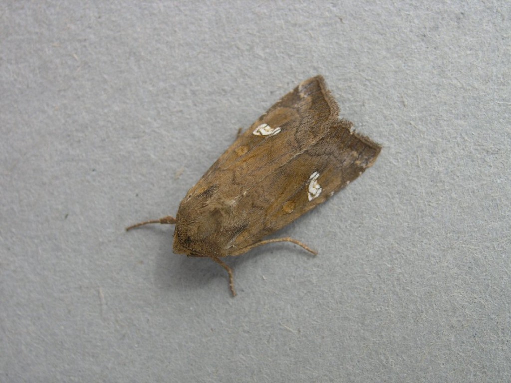 Saltern Ear (Amphipoea fucosa)