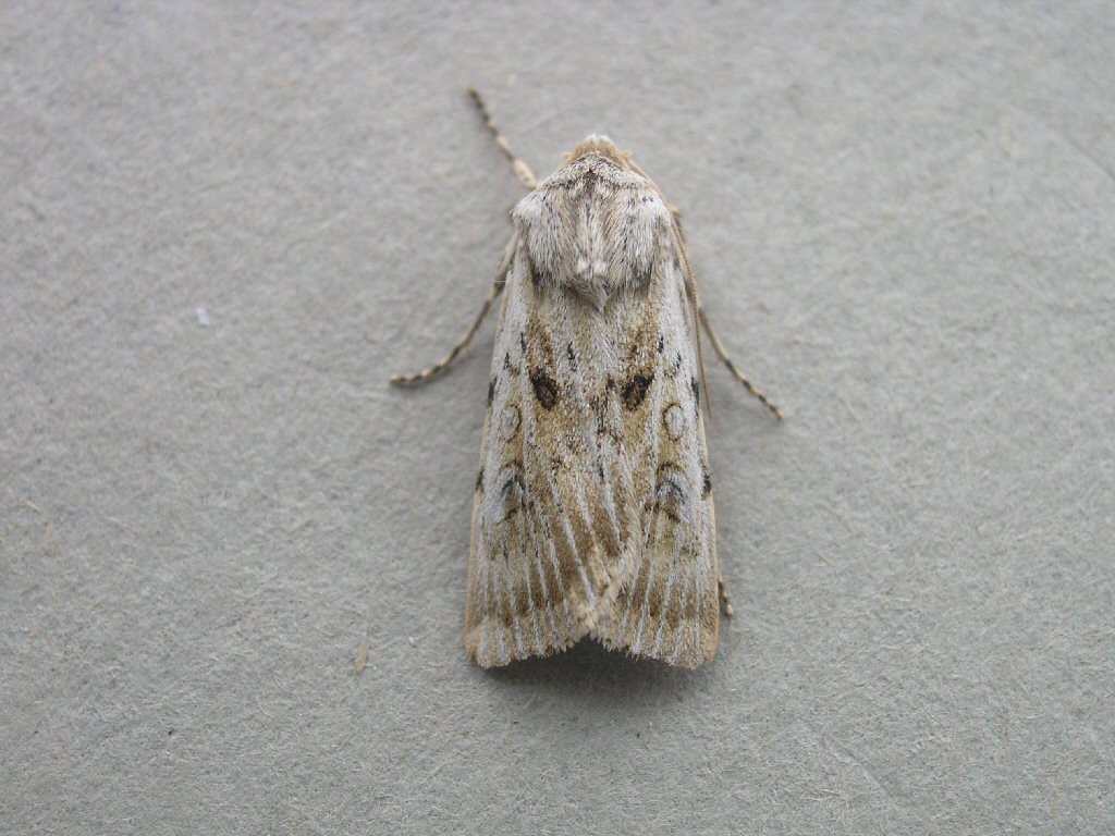 Sand Dart (Agrotis ripae)