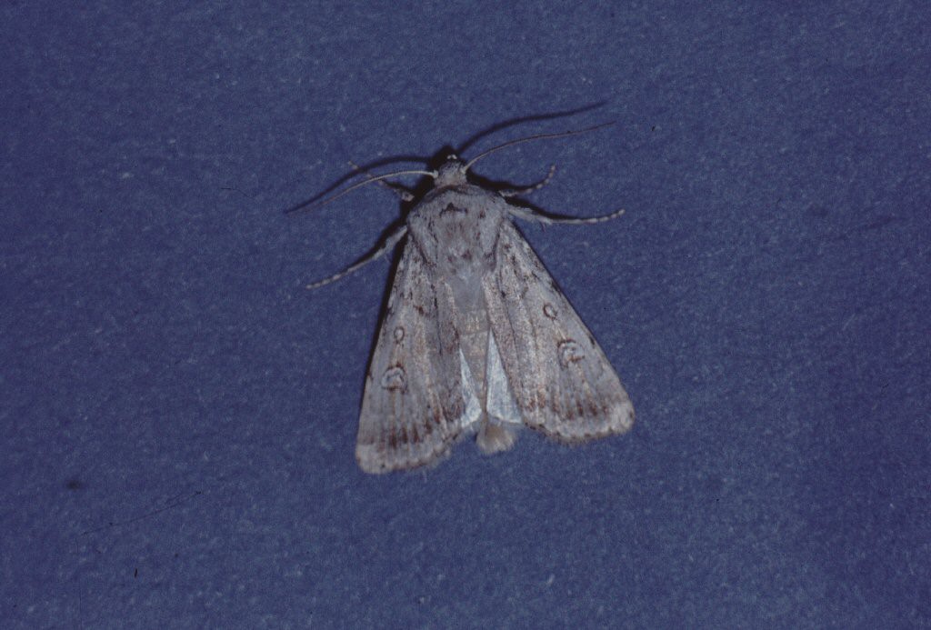 Sand Dart (Agrotis ripae)