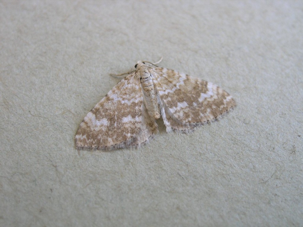 Sandy Carpet (Perizoma flavofasciata)