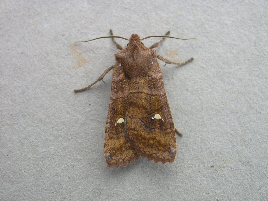 The Satellite (Eupsilia transversa)