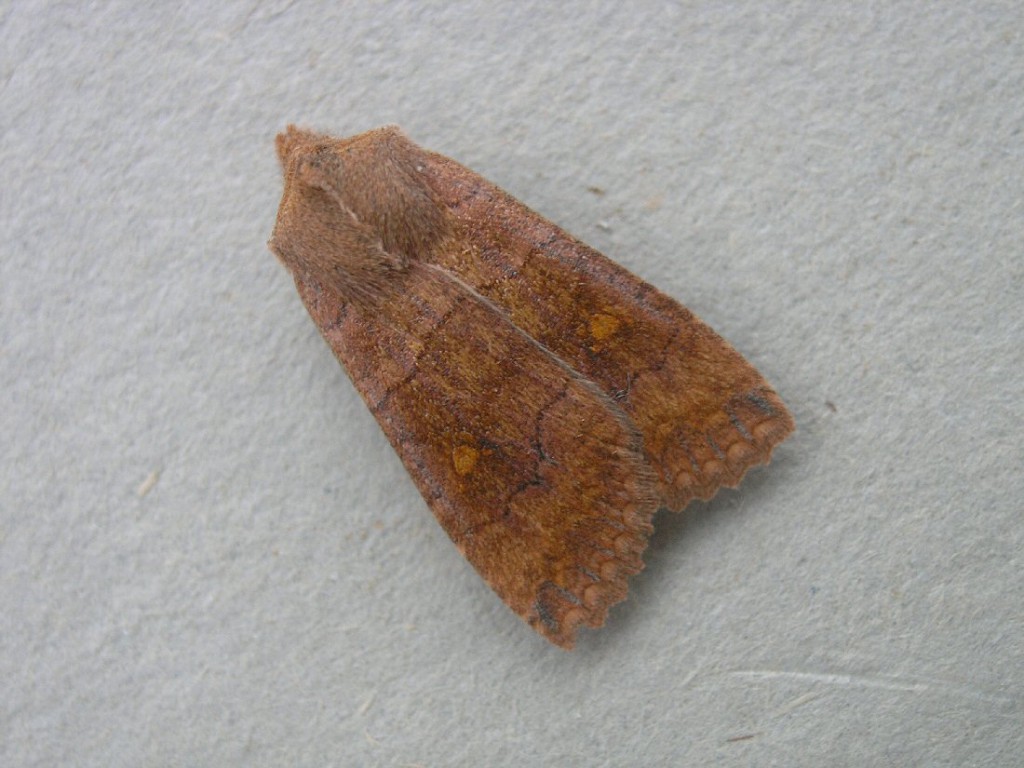 The Satellite (Eupsilia transversa)