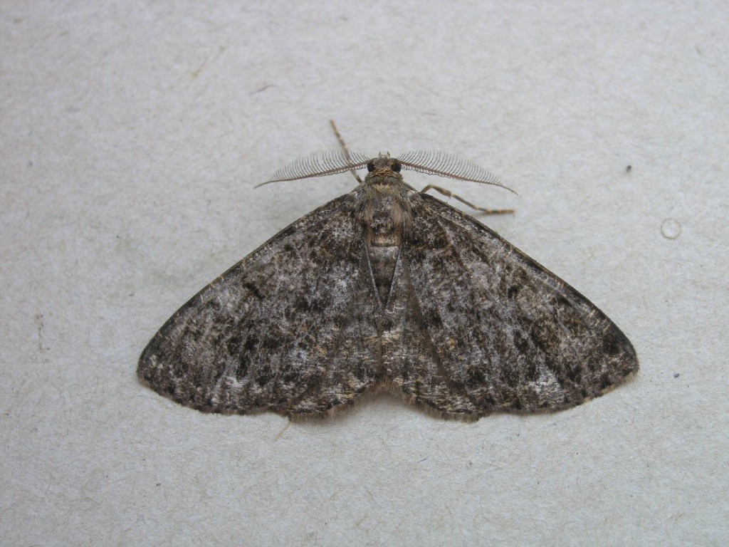 Satin Beauty (Deileptenia ribeata)