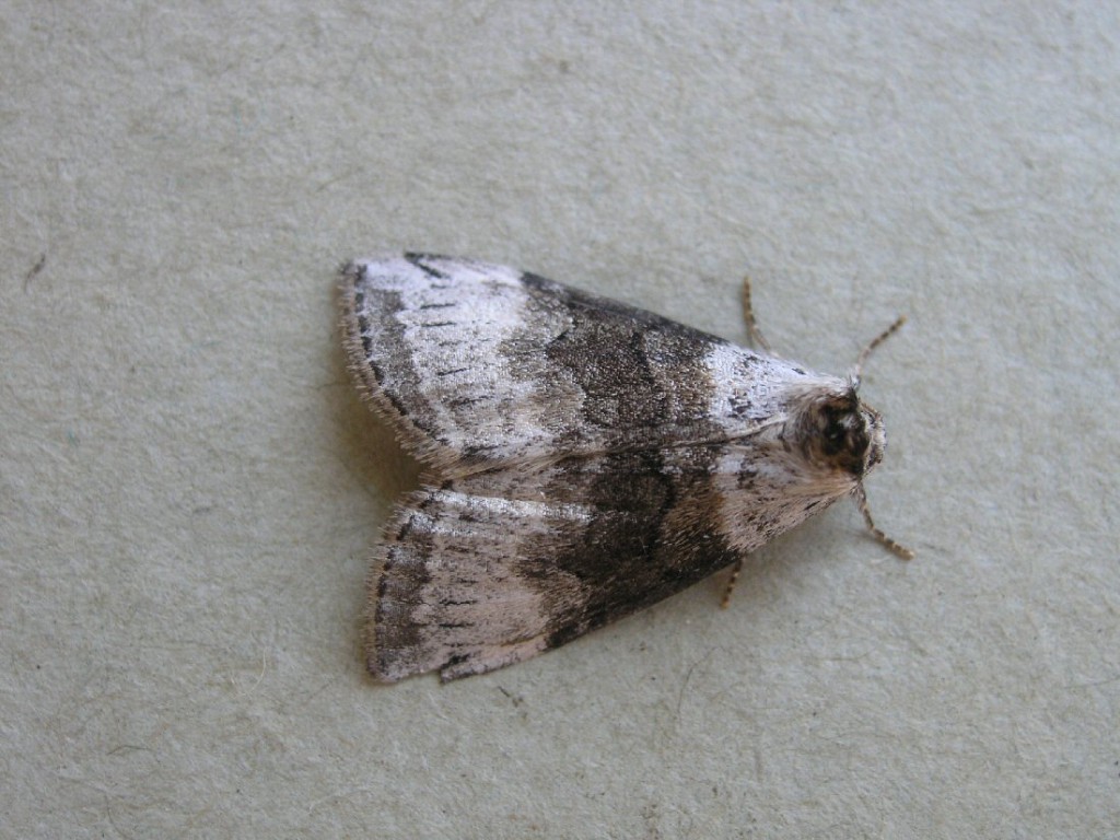 Satin Lutestring (Tetheella fluctuosa)