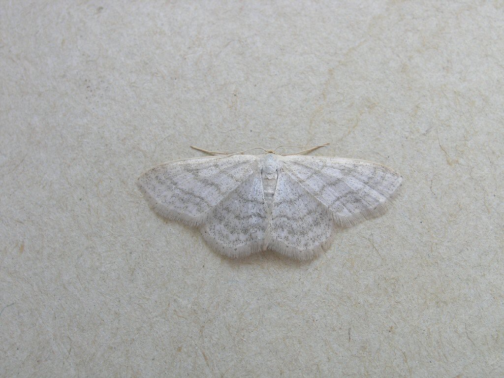 Satin Wave (Idaea subsericeata)