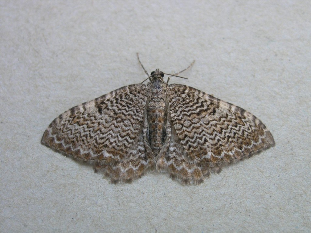 Scallop Shell (Hydria undulata)