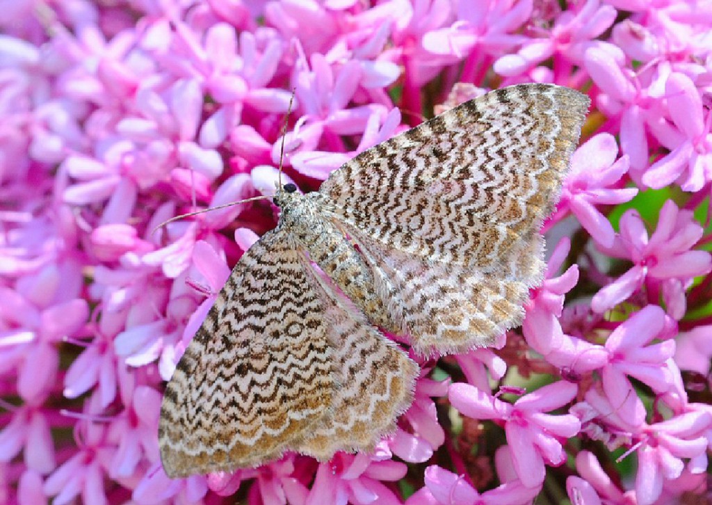 Scallop Shell (Hydria undulata)