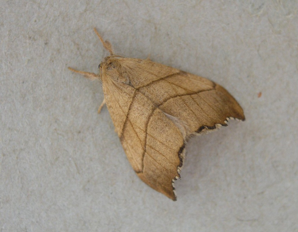 Scalloped Hook-tip (Falcaria lacertinaria)