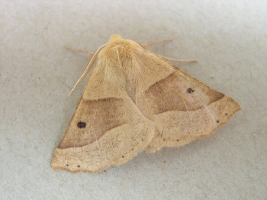 Scalloped Oak (Crocallis elinguaria)