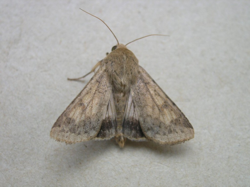 Scarce Bordered Straw (Helicoverpa armigera)