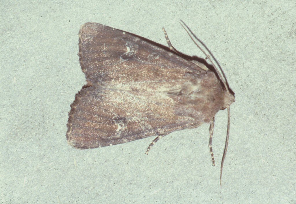 Scarce Brindle (Apamea lateritia)